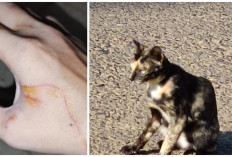 Yuk Simak! 5 Cara Mencegah Kucing Agar Tidak Mencakar dan Mengigit Saat Sedang Dielus, Apa Aja?