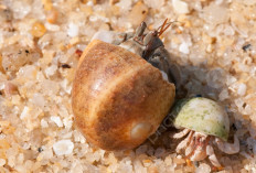 7 Fakta Menarik Kelomang atau Umang-umang, Hewan Peliharaan yang Menemani Masa Kecilmu...