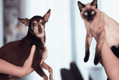 Ingin Memelihara Kucing dan Anjing Dalam 1 rumah? Simak Penjelasan 2 Cara Agar Mereka Hidup Rukun Disini