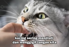 Ternyata Ini Alasannya! Mengapa Kucing Sering Menjilat dan Menggigit Tangan Kita..