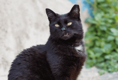 Cat Lover, Kamu Wajib Tau! 5 Alasan Kenapa Kucing Jantan Memakan Anaknya Sendiri...