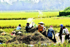 Jangan Khawatir, Lonjakan Harga dan Kelangkaan Beras Segera Teratasi, Simak Penjelasan Bos Bulog!