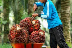 Harga Sawit Tertinggi Rp 2.329 per Kg, Berikut Harga TBS Periode 1-15 November! 