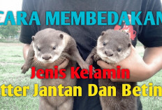 Sebelum Melakukan Breeding, Simak 5 Tips Membedakan Jenis Kelamin Otter Jantan dan Betina, Apa AJa?