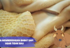 Yok Ikutin 8 Step Membersihkan Babat Sapi Biar Ga Bau Gais, No Ribet-ribet...