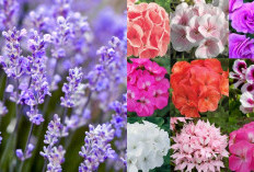 3 Jenis Tanaman Cantik yang Bisa Usir Nyamuk, Cocok Banget untuk Hiasan Rumah, Apa Saja!