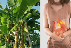 8 Manfaat Daun Pisang Kepok untuk Kesehatan, Salah Satunya Bisa Sebagai Pengobatan Antiulcer, Yuk Simak!