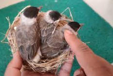 Kicau Mania, Berikut 4 Cara Membendakan Kutilang Jantan dan Betina, 100 Persen Tepat, Apa Aja Ya?