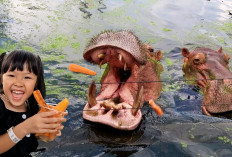 Apakah Kuda Nil Makan Ikan? Simak di Sini Fakta Kehidaupannya di Alam Liar dan Penangkaran...