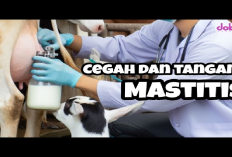 7 Tips Mengobati Sapi Sakit Mastitis, Cara Mudah Mengatasi Penyakit Pada Hewan Ternak