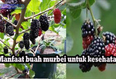 Wajib Ketahui, Manfaat Buah Murbei bagi Kesehatan, Nomor 6 Bisa Menurunkan Kolesterol