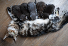 Kucingmu Dalam Periode Menyusui? Berikut 5 Rekomendasi Makanan yang Dapat kamu Berikan, Apa Aja?