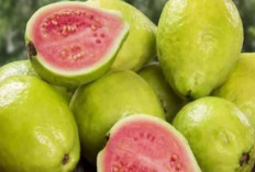 Manfaat Jambu Biji yang Jarang Diketahui Orang, Satu Diantaranya Cocok Buat Diet