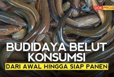 Usaha ini Bisa Dapet Cuan Gede! 8 Tips Budidaya Belut Untuk Pemula Pasti Berhasil, Apa Aja?
