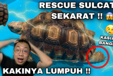Info Ternak, 10 Cara Mengatasi Kura-kura Sulcata yang Lumpuh, Tips Mengobati Sakit Pada Hewan Peliharaan