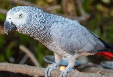 Burung Beo Bermulut Kotor di Inggris Jadi Viral, Taman Satwa Beri Peringatan ini ke Pengunjung