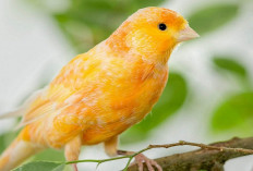 3 Fakta Unik Burung Kenari Sebelum Kamu Memutuskan Untuk Mengadopsinya, Apa Aja?