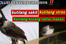 4 Tips Pertolongan Pertama Mengatasi Burung Kutilang yang Sakit dan Tidak Mau Makan, Apa Aja?