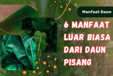 6 Manfaat Daun Pisang Muda yang Nggak Cuma Digunakan Untuk Masak, Ternyata Berguna Untuk Ini Juga...