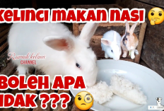 Kamu Harus Tau Nih! Bolehkah Kelinci di Beri Makan Nasi? Yuk Simak Penjelasannya