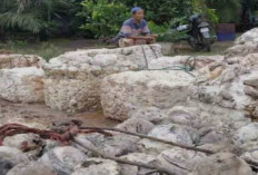 Harga Karet Naik, Dilatarbelakangi Beberapa Faktor, Berikut Penjelasan Disbun..