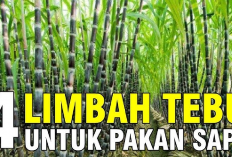 7 Manfaat Limbah Tebu Sebagai Pakan Sapi, Pemanfaatan Sumber Energi dan Nutrisi Bagi Hewan Ternak!
