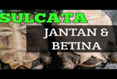 Info Ternak, 6 Cara Membedakan Kura-Kura Sulcata Jantan Dan Betina, Para Pencinta Hewan Wajib Tau.
