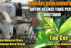 Wow! Tak di Sangka Ternyata Tanaman Ini Sangat Bagus Untuk Obat Kelinci, Inilah 5 Manfaat Daun Jambu Biji