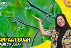 Jangan Skip! Ini Dia 11 Manfaat Daun Ciplukan, Tanaman Ajaib Penuh Khasiat Unggul untuk Kesehatan