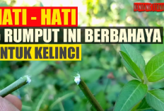 Waspada! Jangan Berikan 5 Jenis Rumput Ini Sebagai Pakan Kelinci Tidak Mau Mati, Lho Kok Bisa?