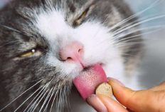 Tidak Perlu Mahal! Ternyata Begini Cara Ampuh Menyembuhkan Kucing yang Sedang Terkena Flu