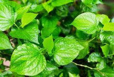 Rawat Miss V Kamu Menggunakan Dedaunan ini, Mudah Didapat! Berikut 4 Bahan Alaminya!