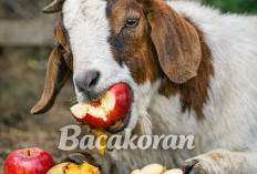 Tahukah Kamu Jika Mangga dan Apel Cocok Untuk Pakan Tambahan Kambing, Bisa Bikin Sehat dan Cepat Beranak