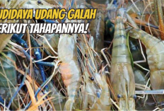 8 Tips Cara Budidaya Udang Galah Pemahaman Dasar dan Langkah-langkahnya, Apa Aja Tuh?
