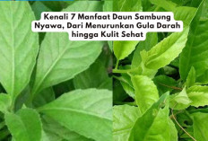 Kenali 7 Manfaat Daun Sambung Nyawa, Dari Menurunkan Gula Darah hingga Kulit Sehat