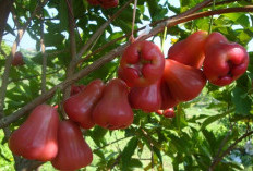 10 Manfaat Jambu Air untuk Ibu Hamil, Kaya Akan Nutrisi dan Atasi Peradangan, Yuk Cek di Sini Bunda