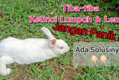 8 Cara Merawat Kelinci yang Mengalami Kelumpuhan, No 4 Jangan Sampai Kelewatan Kenapa?