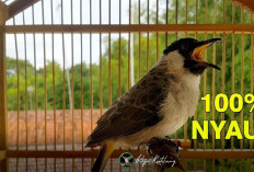 Gacor Kang! 5 Tips Perawatan Burung Kutilang Agar Kicauannya Makin Merdu, Yuk Cobain Keampuhannya Sekarang...