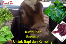 8 Tanaman Beracun yang Harus Dihindari Sebagai Pakan Sapi dan Kambing, Peternak Wajib Tau!