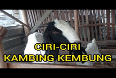 7 Ciri-ciri Kambing Sakit Kembung Kenali Gejala dan Cara Penanganannya, No 2 Bahaya Banget!