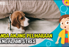 Jangan Khawatir! Ini 8 Ciri-ciri Anjing Sedang Sakit, Apa Saja? Yuk Simak Penjelasannya...