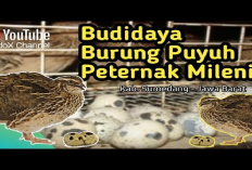 Kamu Harus Tau Nih! 8 Tips Budidaya Burung Puyuh untuk Pemula Dijamin Sukses, Gini Caranya