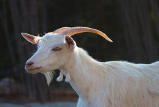 Wajib Tau! 8 Ciri-Ciri Kambing yang Sehat dan Berkualitas Baik untuk Pemula dalam Beternak