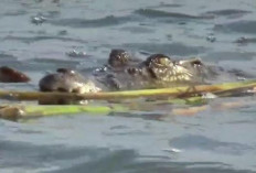 Bocah 10 Tahun Hampir Jadi Santapan Buaya di Desa Kohod Saat Memancing, Begini Kronologinya 