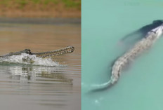 Tragis! Warga Palu Diterkam Buaya saat Berenang di Pantai Talise Sulteng, Jasadnya Diseret Hingga 40 Meter