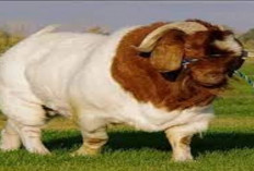 Update Harga Kambing Boer Berkualitas 2025 Serta Cara Ternak yang Menguntungkan bagi Pemula, Cek Disini!