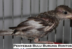 6 Penyebab Bulu Burung Kutilang Rontok, Benarkah Karena Stress? Simak Faktanya di Sini...