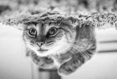 Kucing Sering Kabur Dari Rumah? Ternyata Begini 5 Cara Untuk Mengatasinya, Yuk Simak Penjelasannya...