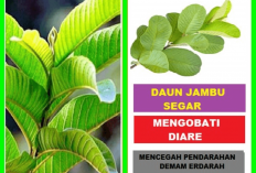 7 Manfaat Daun Jambu Biji untuk Lambung Jika Dikonsumsi dengan Benar Khasiatnya Mantap Banget Lho Pak Bu...