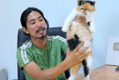 5 Tips Untuk Membedakan Perut Kucing Gemuk Karena Hamil atau Banyak Makan, Nomor 1 Tanpa Ribet, Kenapa?